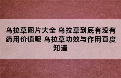 乌拉草图片大全 乌拉草到底有没有药用价值呢 乌拉草功效与作用百度知道